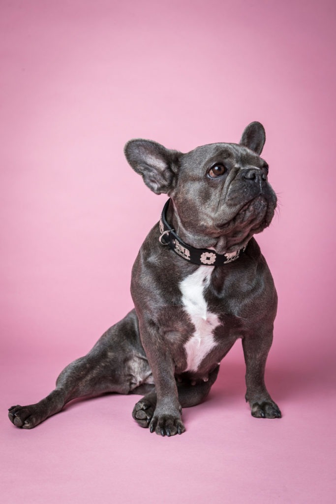 Hunderasse Französische Bulldogge - Halsumfang & Rückenlänge