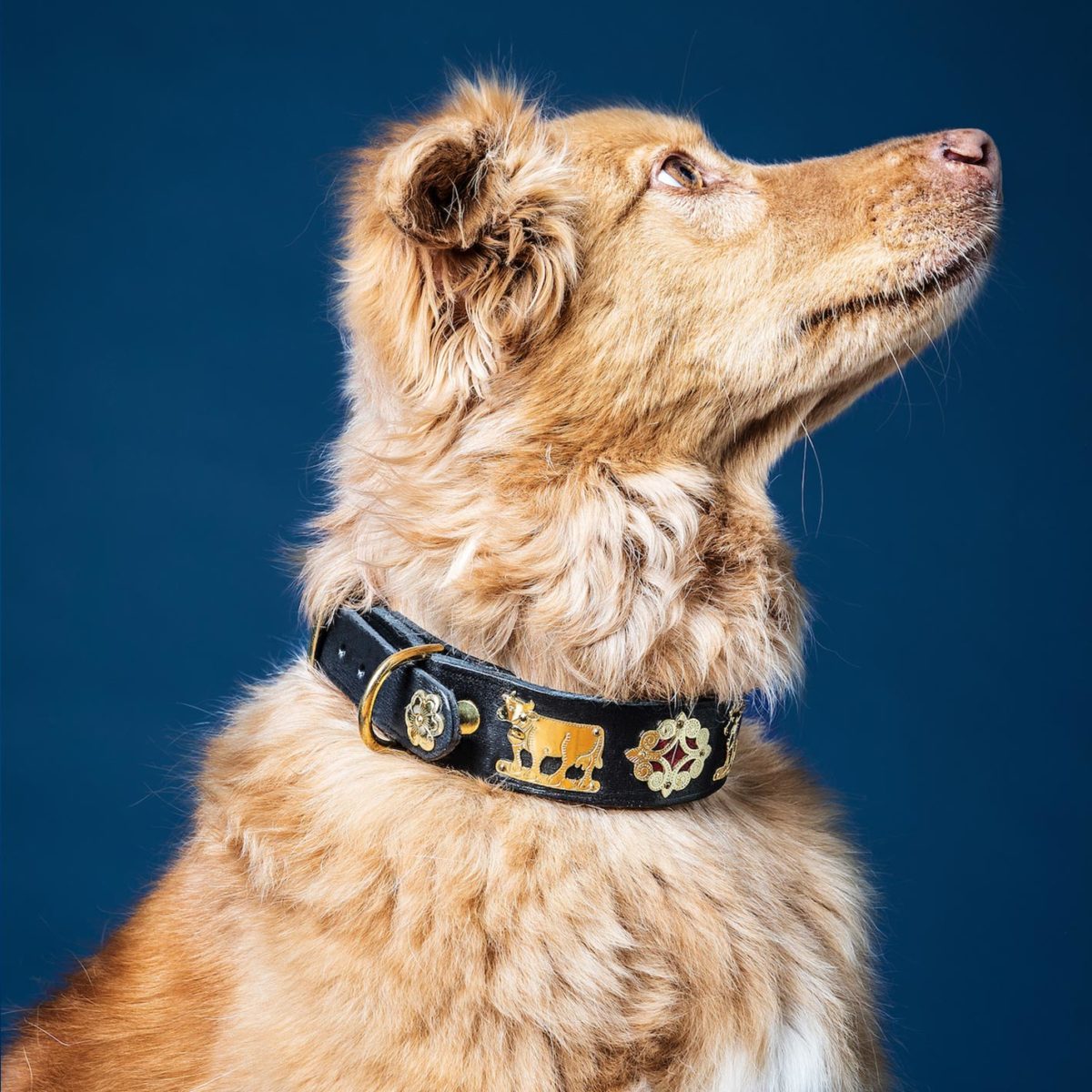 Cool & Unique Dog Collars & Martingales