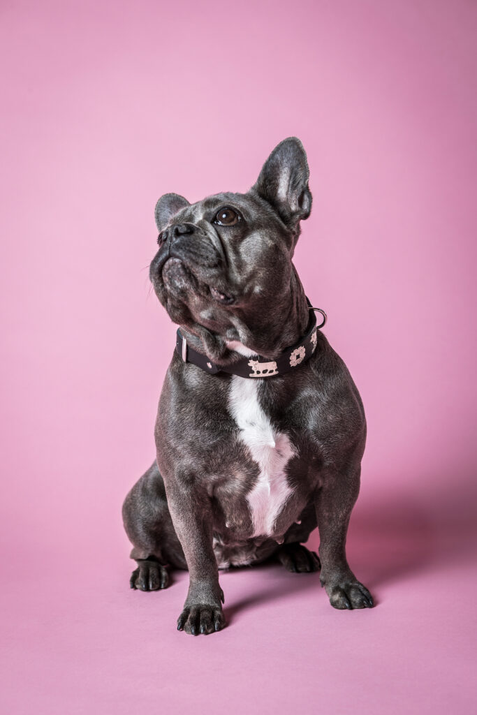 Halsbandgrösse Französische Bulldogge